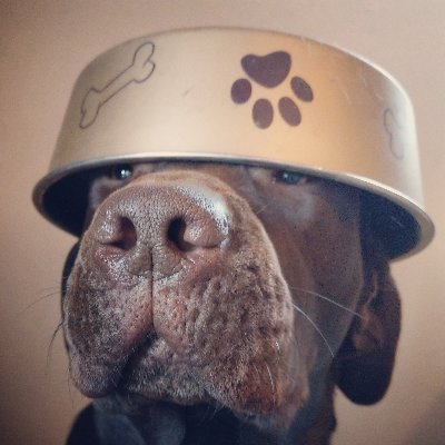 Ludwig's profile picture