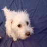 Pacifiko... profil fotoğrafı