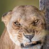 SavageDculture's profile picture