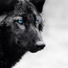 Tempus's profile picture
