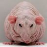 KPbICMAH's profile picture