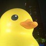 sin yui profil fotoğrafı