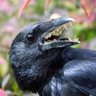 crow's profile picture