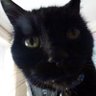 JASPER ALBERT SMITH 31/3/2001-19/12/2020 的头像