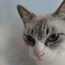 てんちょう@nekomu profil fotoğrafı