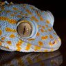 ChillGecko profil fotoğrafı