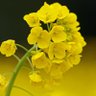 Фото профиля 菜花