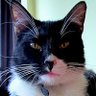 Chrilox's profile picture
