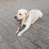 shkumaev's profile picture