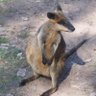 Фото профиля Wallaby