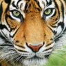 Ruzgar's profile picture