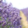 Lavander 的头像