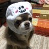 Фото профиля こ こ す け💥💫🍖🐾🎩🌃