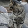 Profilbild von 冷眼看世界