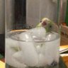 debs married married graças a deus married's profile picture