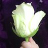 Фото профиля قطره ندى