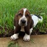 What D’Ya Say Ray🐶 profil fotoğrafı