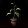 plantalegal's profile picture
