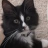 Charles King's profile picture