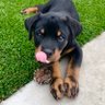 Deebo's profile picture