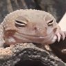 Profilbild von ヒョウモンスケベモドキ