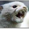 Фото профиля Salty Weasel 🇺🇲