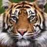 Sher Shah 的头像