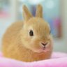 やらいねこ's profile picture