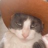 KommonCenseKat's profile picture