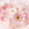 rie*'s profile picture
