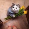 Babli profil fotoğrafı