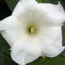 Фото профиля TxMoonFlower