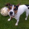 Profilbild von Jack Russell's Rule