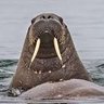 Фото профиля I am the Walrus