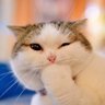 Profilbild von Gato Croqueto mañosin compulsivo.