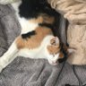 水の戯れ（水野たわこ） profil fotoğrafı