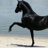 Фото профиля Karam Alhalabi 2