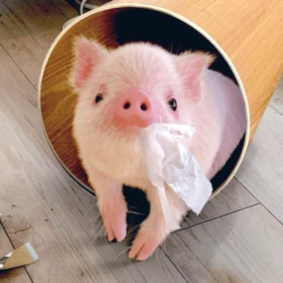 マイクロブタのピンキー's profile picture