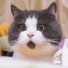 ハスター profil fotoğrafı