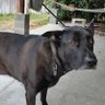 Traci (Good Boy Paris🐶OTRB🌈)☔💙💛🟦's profile picture