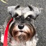 WillowPaws profil fotoğrafı