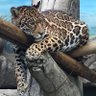 cafadrat4 profil fotoğrafı