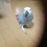 チコ(r.t) profil fotoğrafı
