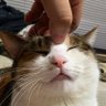 ハイランドS 的头像