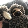 Profilbild von Sherman The Sloth *bitches*