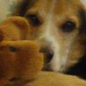 mainemagpie's profile picture
