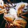 もふぱか profil fotoğrafı