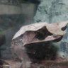 Фото профиля ぷっぷく🐸🦎