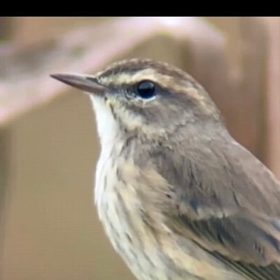 BalliettBrad's profile picture