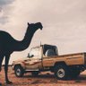بـــدوي نــجــد ( أخـــو مــهــا ) 的头像